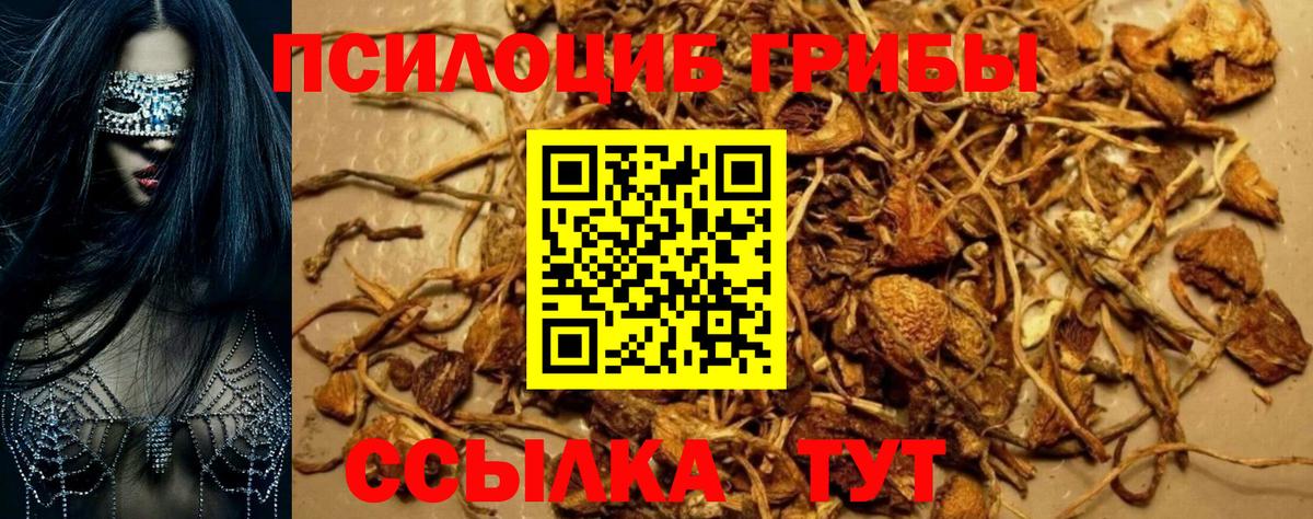 Кузнецк  Псилоцибиновые грибы Psilocybe  Вход с VPN 